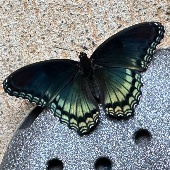 Meet your Posher, Rebekah - Picture 1 of 1